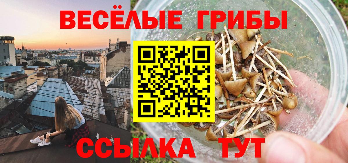 Галлюциногенные грибы Cubensis  Вход с VPN  Кондопога 